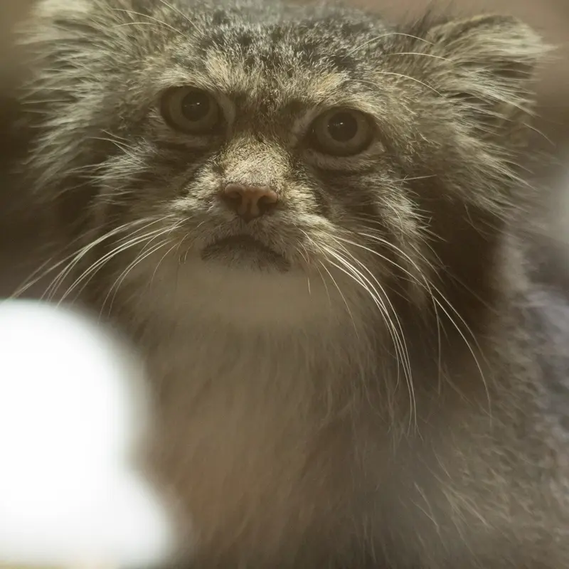 A photograph of Klyon in Ueno Zoological Gardens