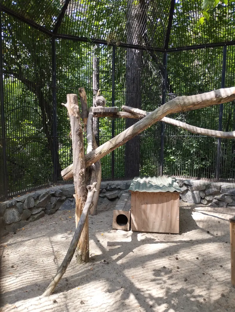 A photograph of a Pallas's cat in Novosibirsk Zoo