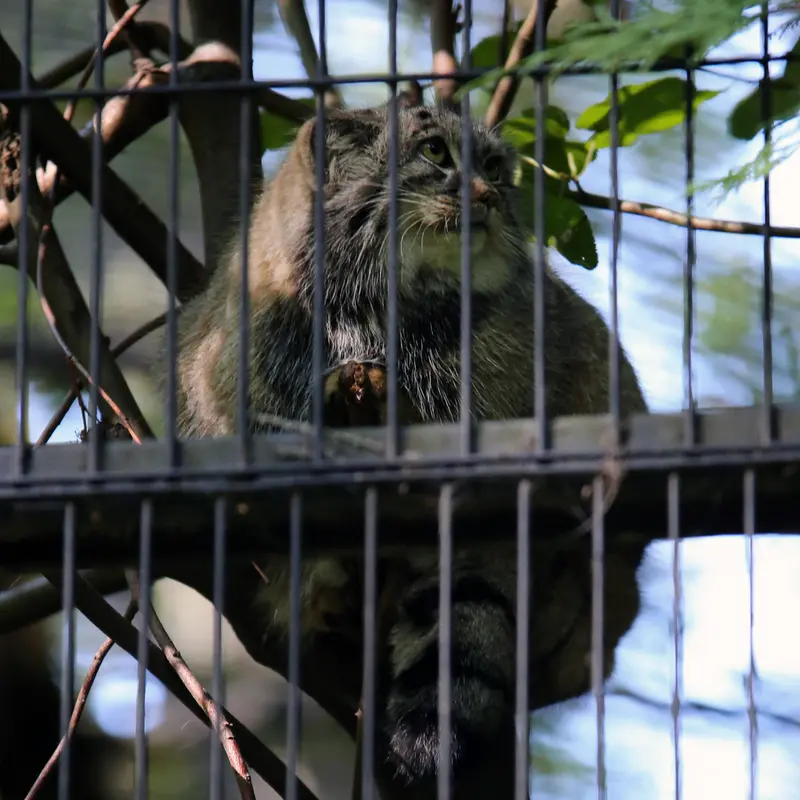 A photograph of Tsas in Kraków Zoo