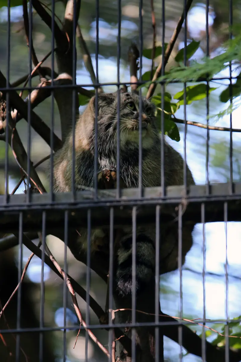 A photograph of Tsas in Kraków Zoo