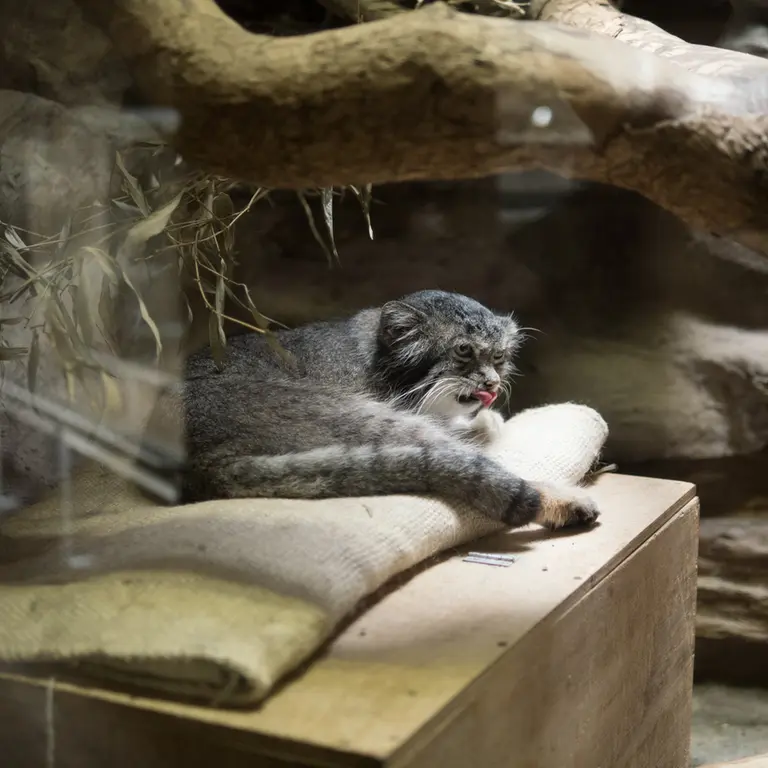 A photograph of Klyon in Ueno Zoological Gardens