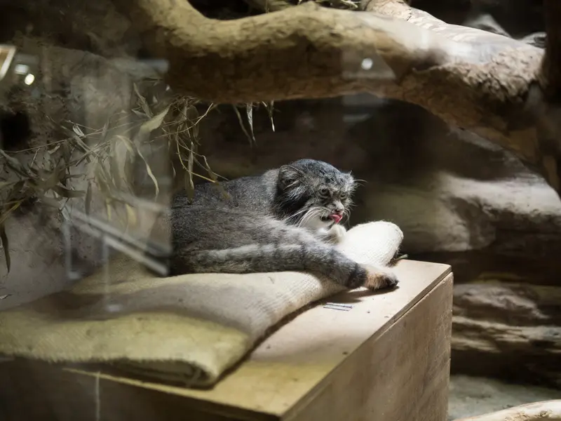 A photograph of Klyon in Ueno Zoological Gardens