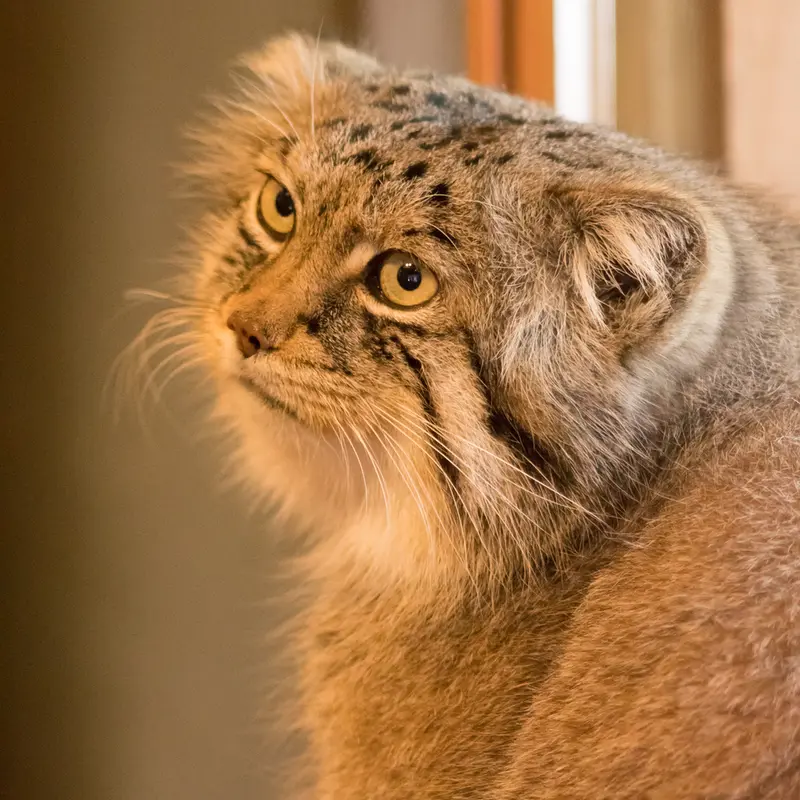 A photograph of Lotos in Saitama Children's Zoo
