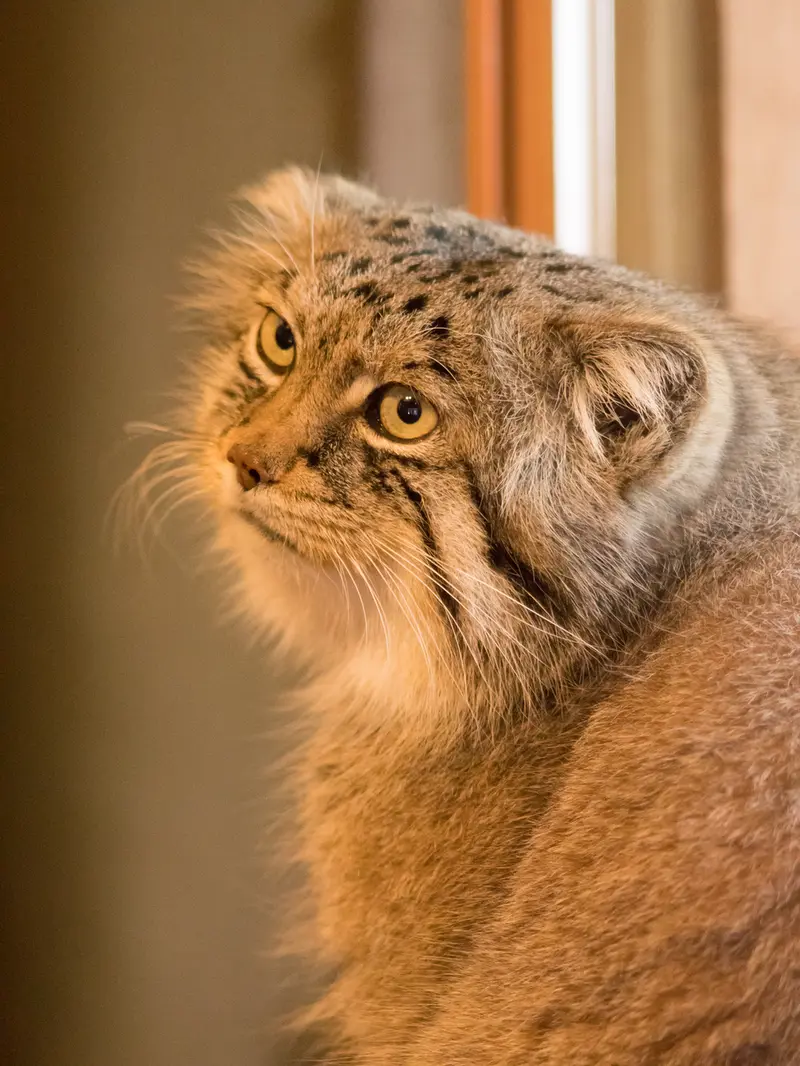 A photograph of Lotos in Saitama Children's Zoo
