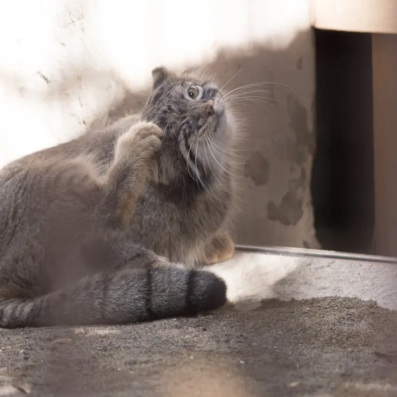 A photograph of Figa in Nogeyama Zoo