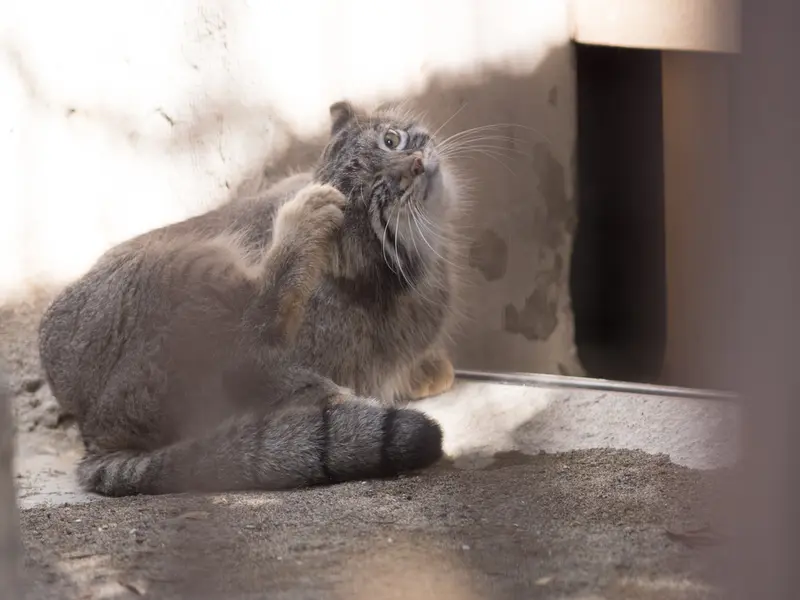 A photograph of Figa in Nogeyama Zoo
