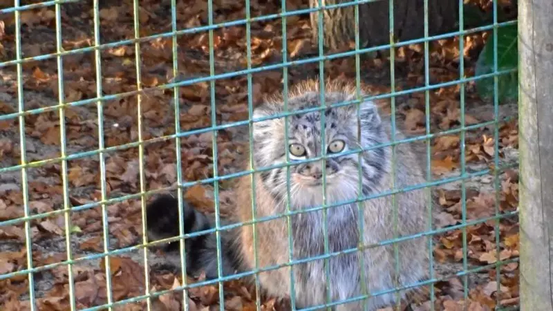A photograph of a Pallas's cat in The Big Cat Sanctuary