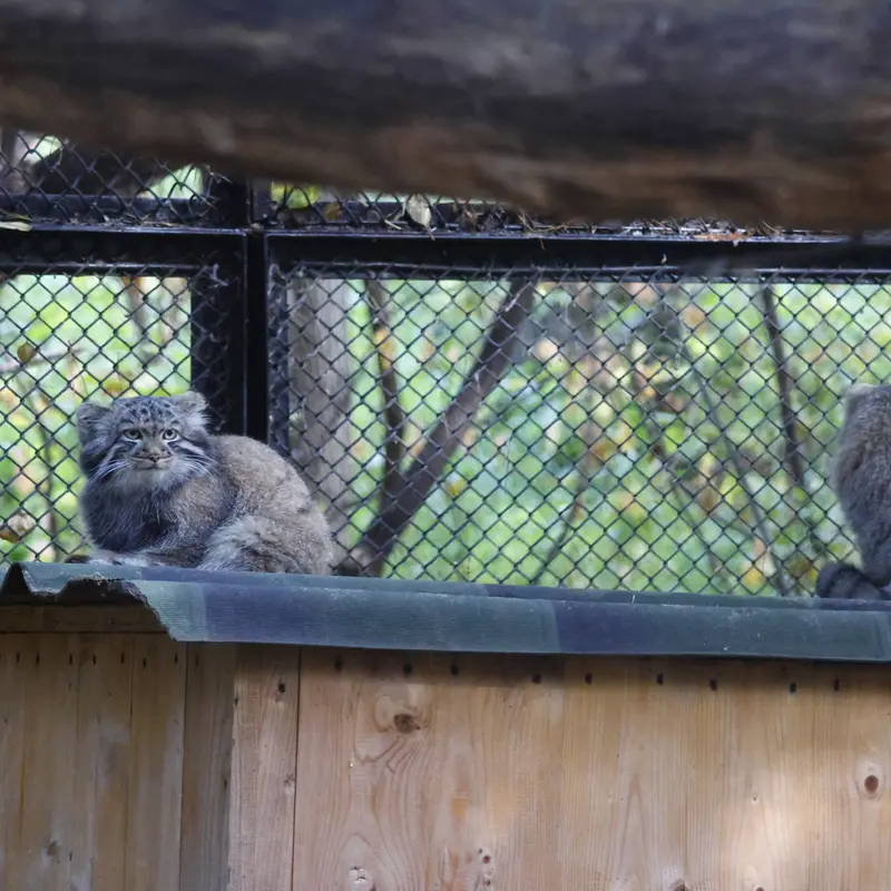 A photograph of Son of Adele b.2026 Ⅰ and Son of Adele b.2026 Ⅲ in Novosibirsk Zoo