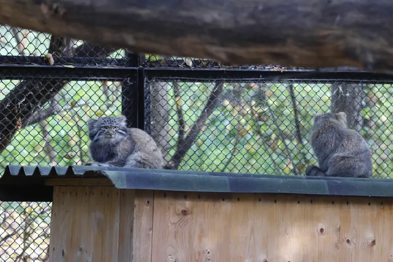 A photograph of a Pallas's cat in Novosibirsk Zoo