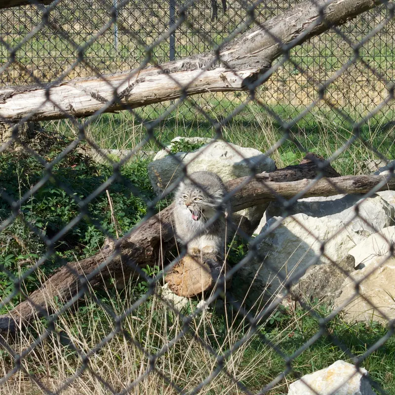 A photograph of Atlan in Port Lympne Wild Animal Park
