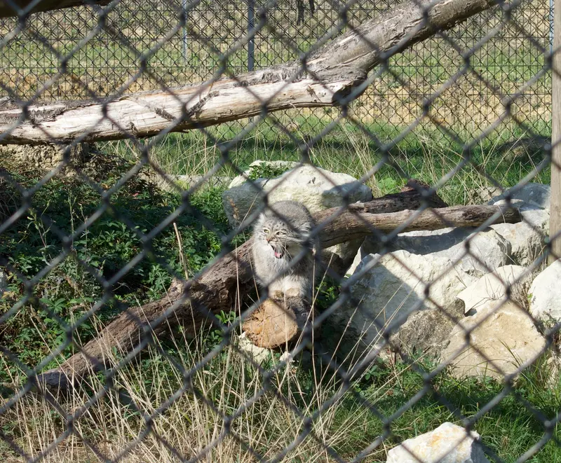 A photograph of Atlan in Port Lympne Wild Animal Park