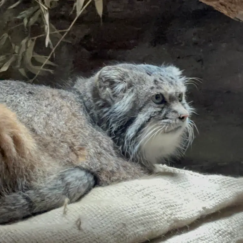 A photograph of a Pallas's cat