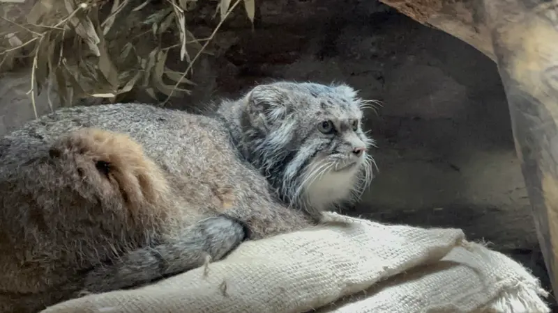 A photograph of a Pallas's cat