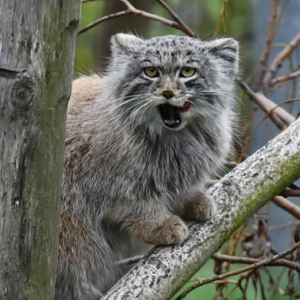 A photograph of a Pallas's cat in Bio-Topia Dunkerque