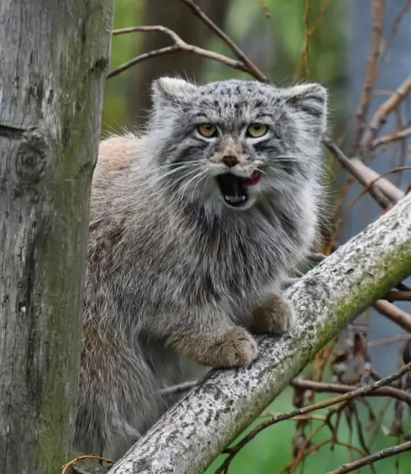 A photograph of a Pallas's cat in Bio-Topia Dunkerque