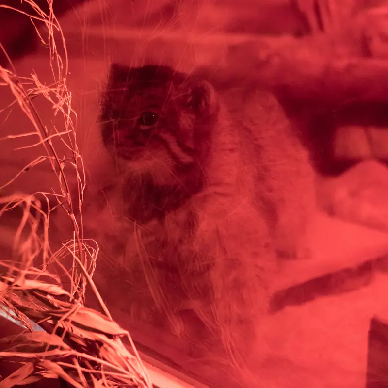 A photograph of Naim in Ueno Zoological Gardens
