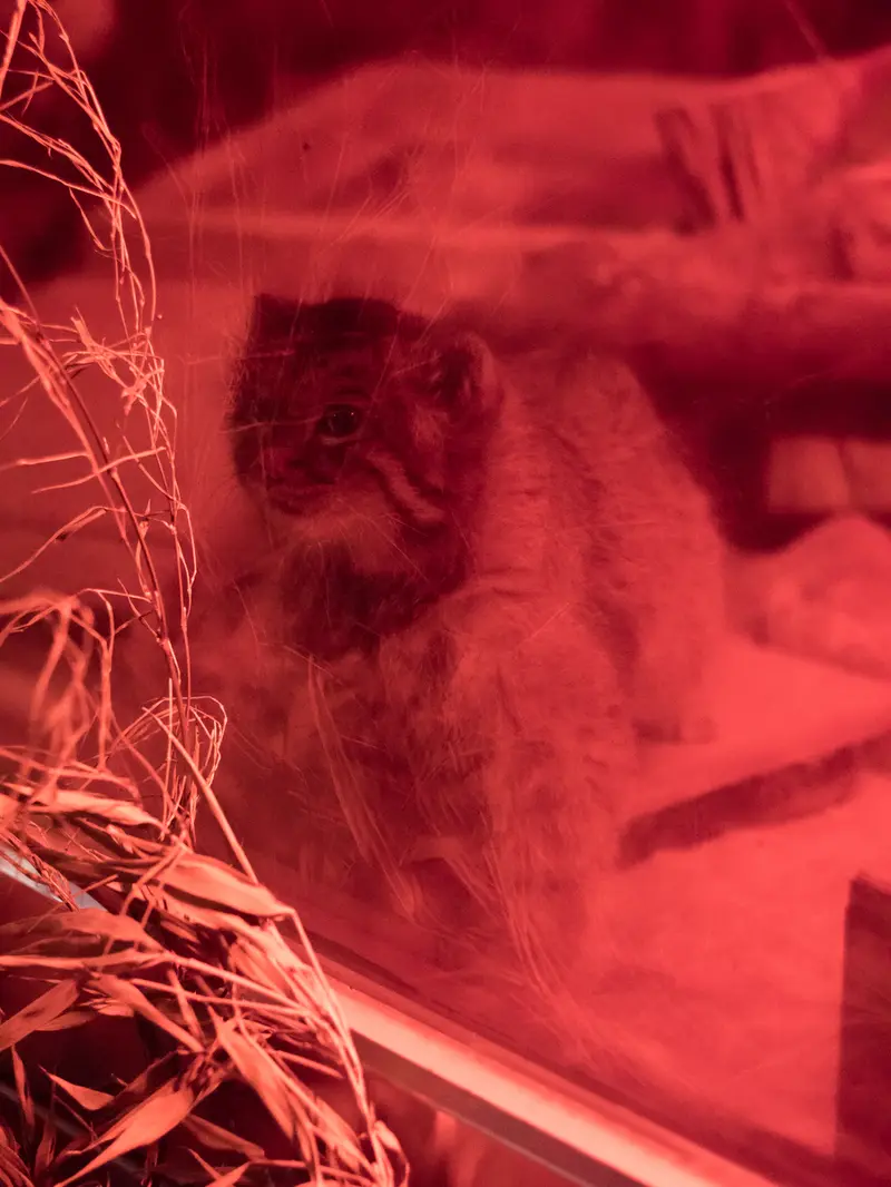 A photograph of Naim in Ueno Zoological Gardens
