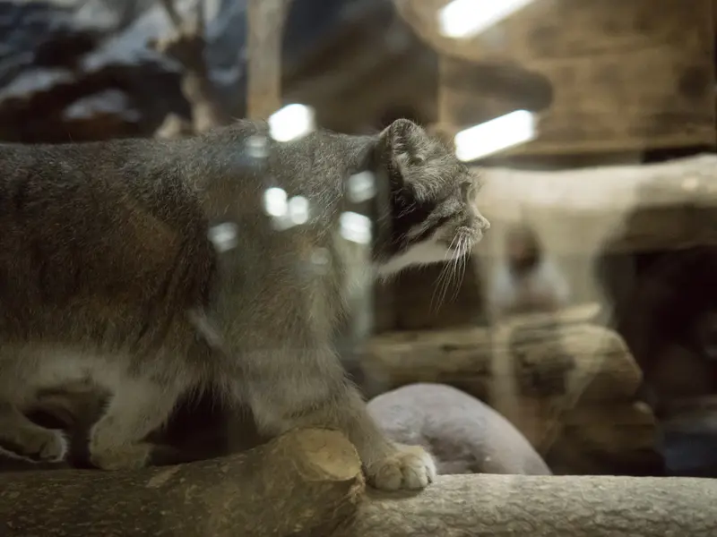 A photograph of Klyon in Ueno Zoological Gardens
