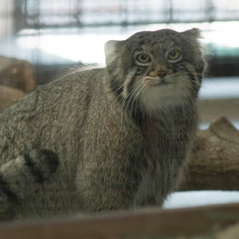 A photograph of Figa in Nogeyama Zoo