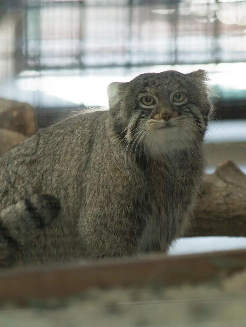 A photograph of Figa in Nogeyama Zoo