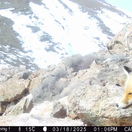 A photograph of Red fox from Zhundy 2 camera trap