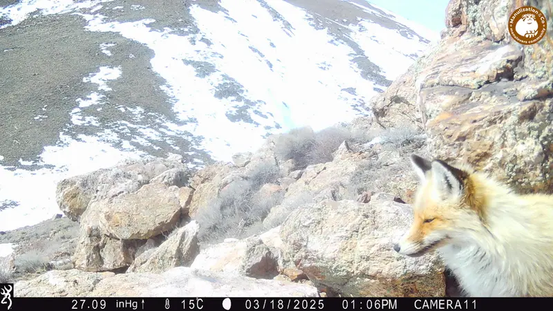 A photograph of Red fox from Zhundy 2 camera trap