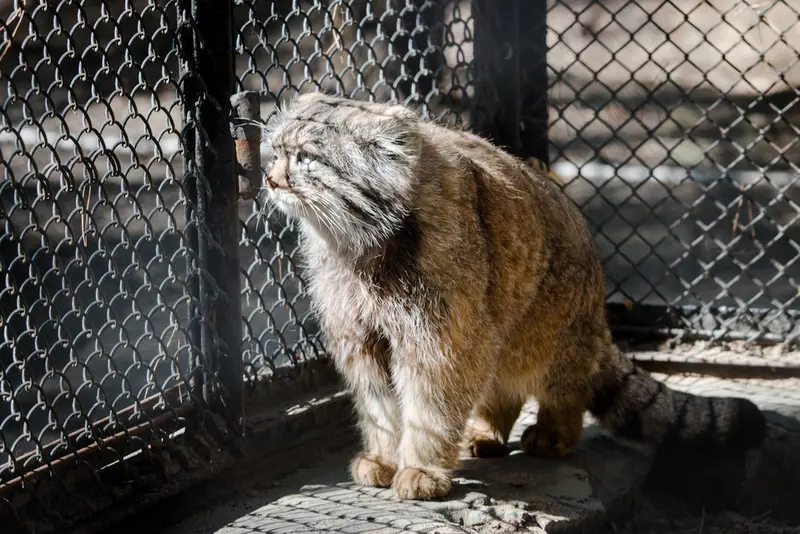 A photograph of a Pallas's cat