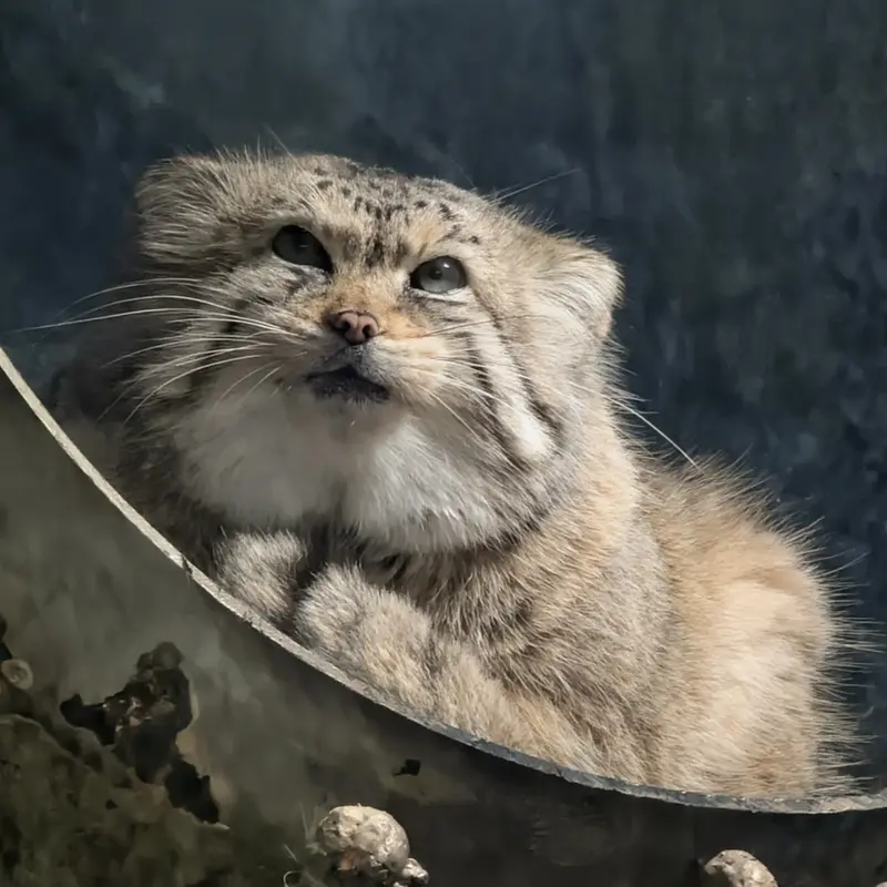 A photograph of Norbu in Mill Mountain Zoo