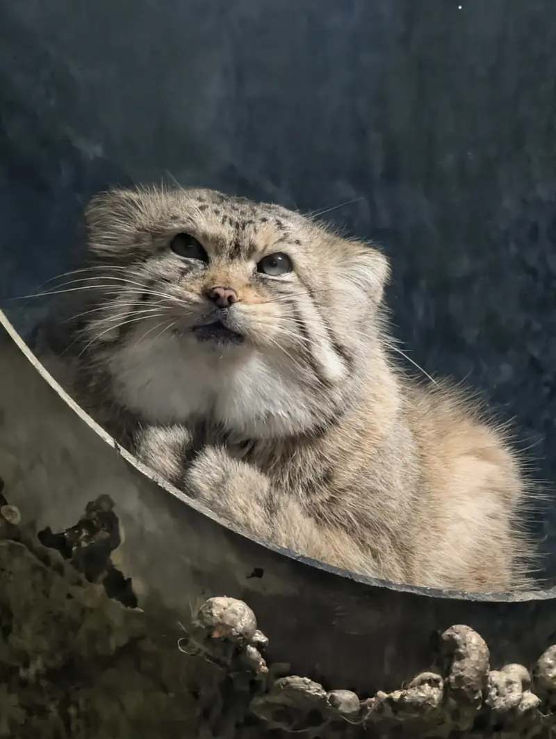 A photograph of Norbu in Mill Mountain Zoo