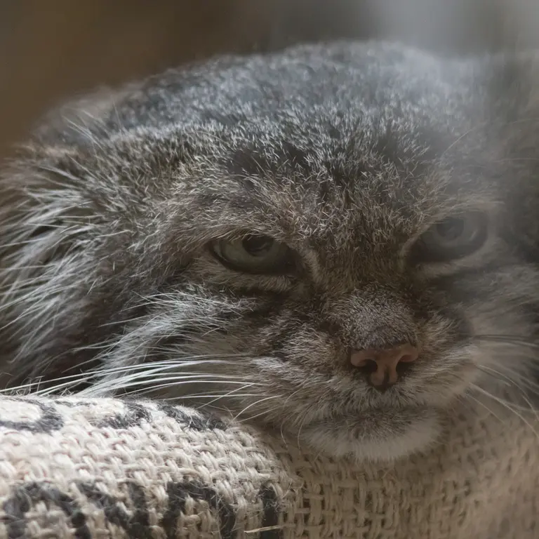 A photograph of Klyon in Ueno Zoological Gardens
