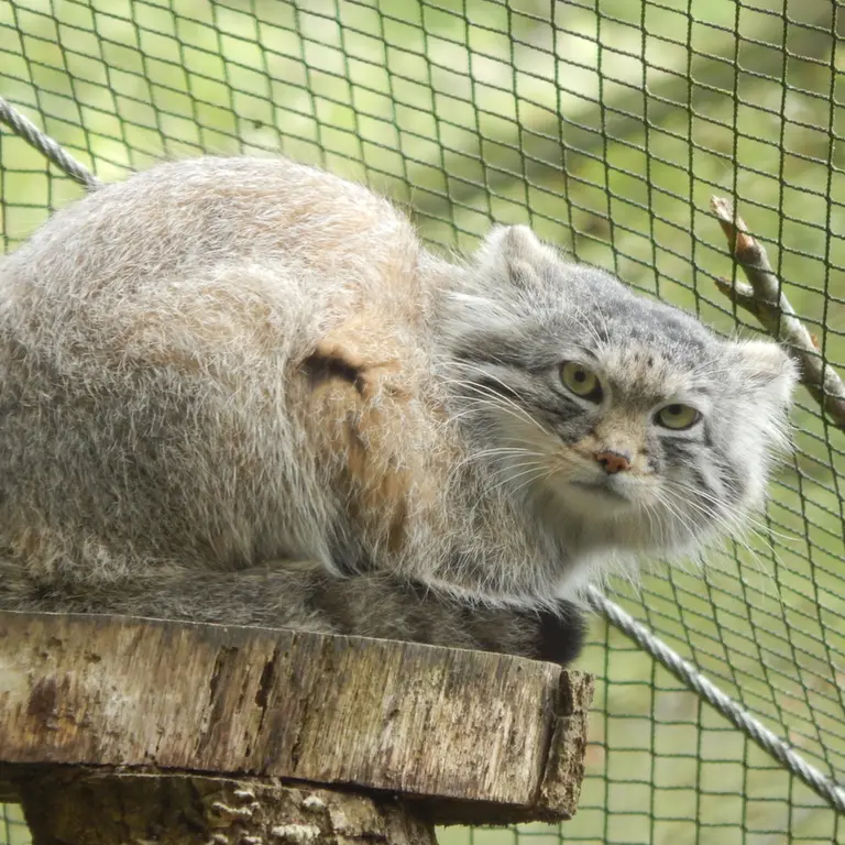 A photograph of Altai in Tregomeur Zoo