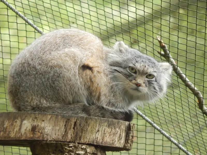 A photograph of Altai in Tregomeur Zoo