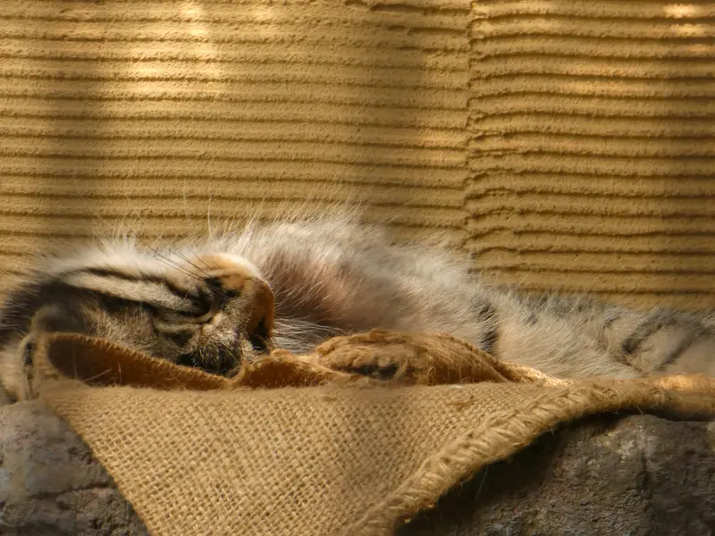 A photograph of Hide in Asahiyama Zoo
