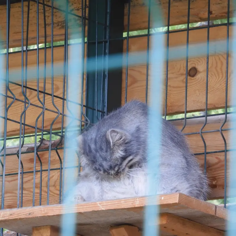 A photograph of a Pallas's cat
