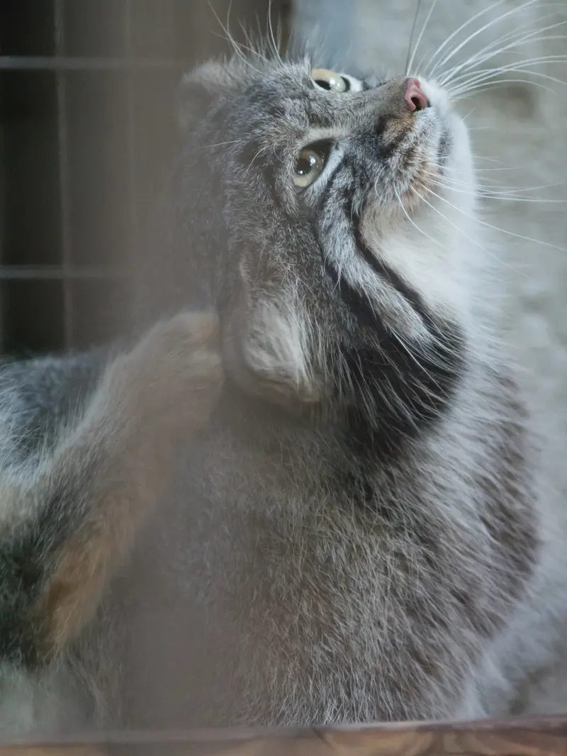 A photograph of Figa in Nogeyama Zoo