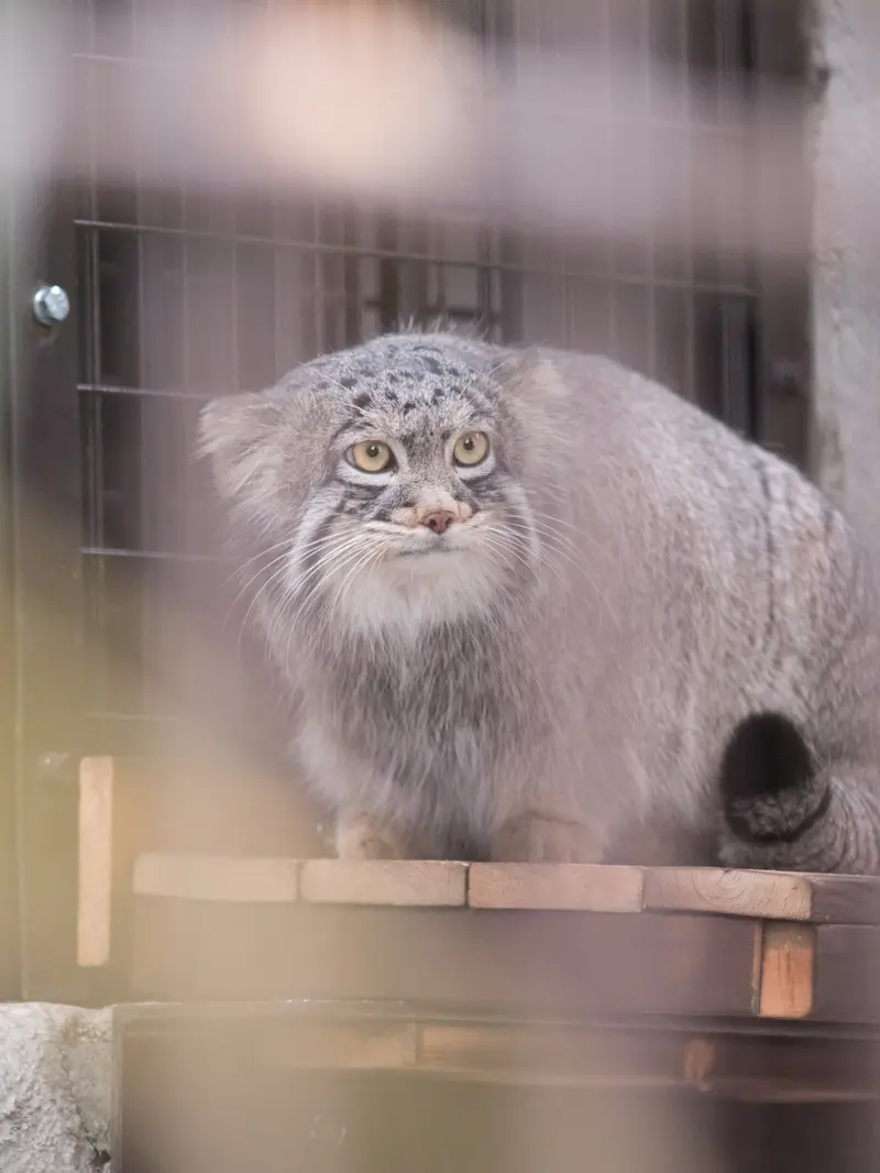 A photograph of Figa in Nogeyama Zoo