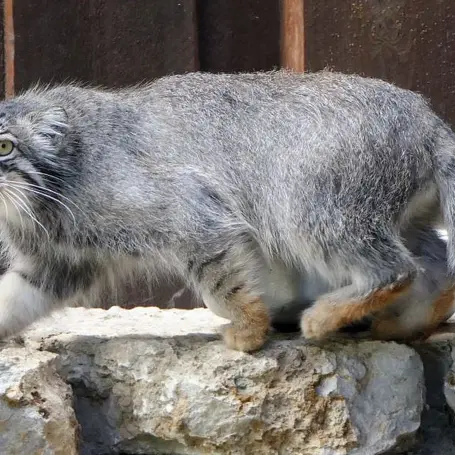 A photograph of Aiolos in Tallinn Zoo