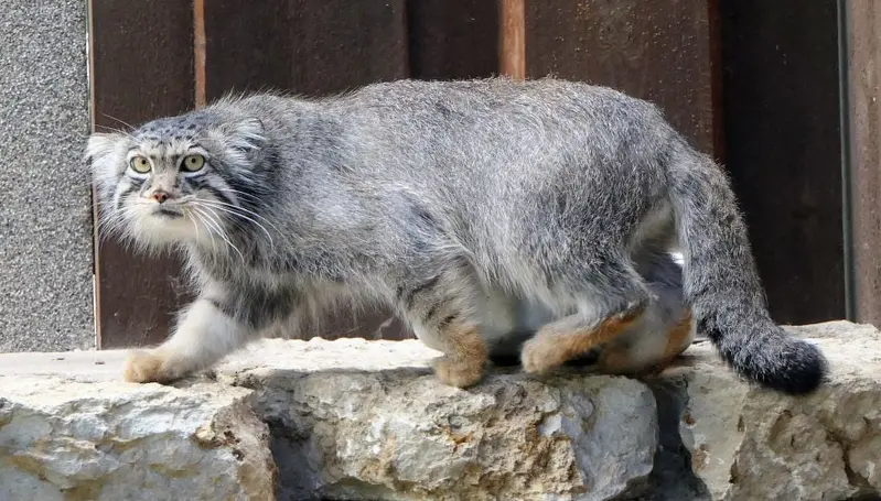 A photograph of Aiolos in Tallinn Zoo