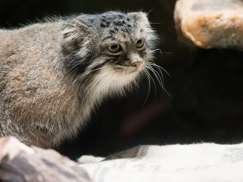 A photograph of Shafran in Ueno Zoological Gardens