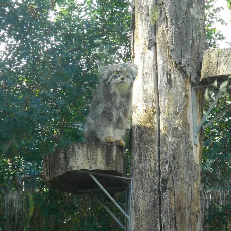 A photograph of a Pallas's cat