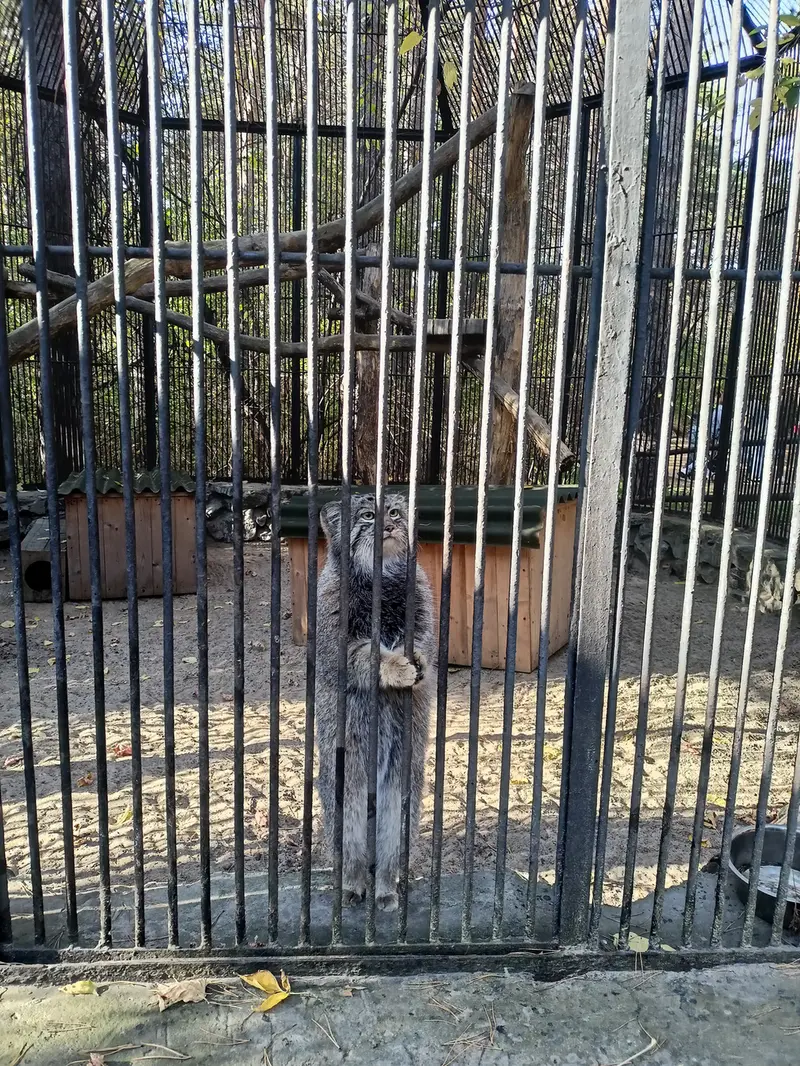 A photograph of Sylvester in Novosibirsk Zoo