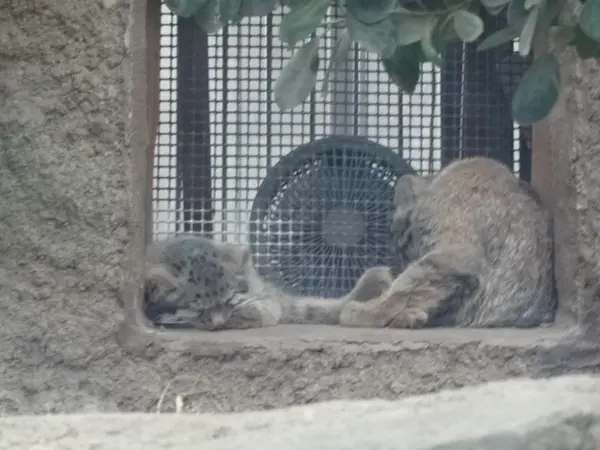 A photograph of a Pallas's cat