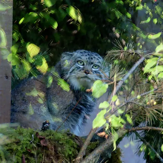 A photograph of Boris in Royev Ruchey