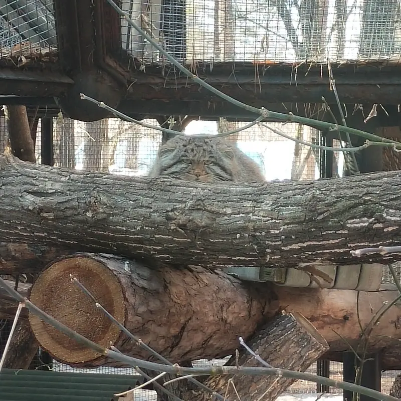 A photograph of Grey in Novosibirsk Zoo