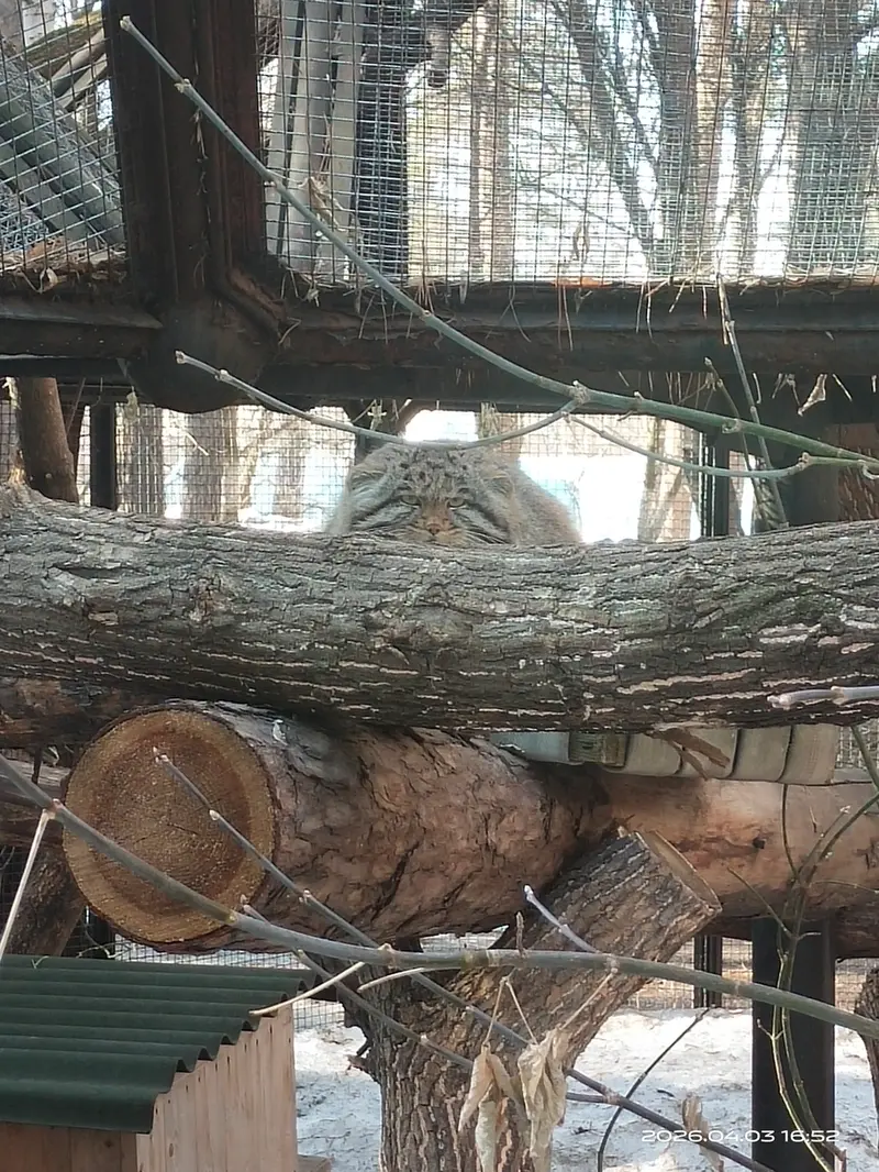 A photograph of Grey in Novosibirsk Zoo