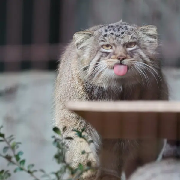 A photograph of Hide in Higashiyama Zoo and Botanical Gardens