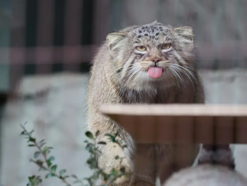 A photograph of Hide in Higashiyama Zoo and Botanical Gardens