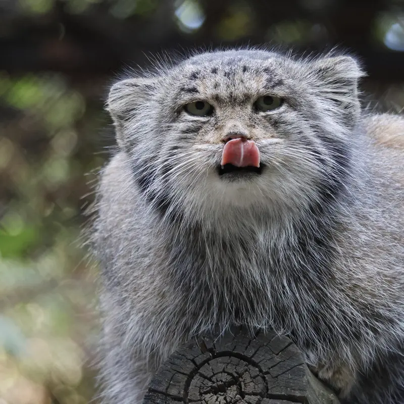 A photograph of Mia in Novosibirsk Zoo