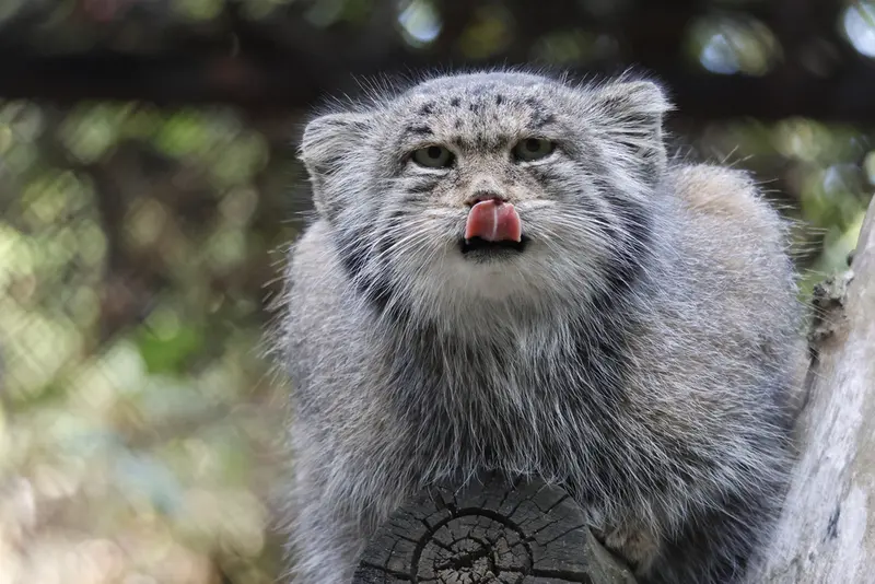 A photograph of Mia in Novosibirsk Zoo