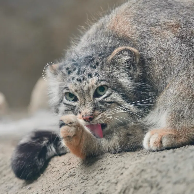 A photograph of Az in Kobe Animal Kingdom